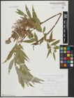 Foto von Salix alba L.